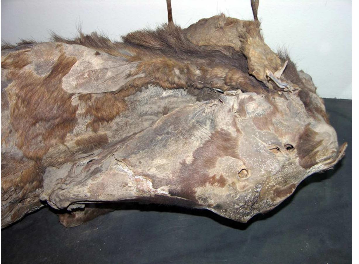 within the complex may have died of battle wounds (as noted in Appendix 1).