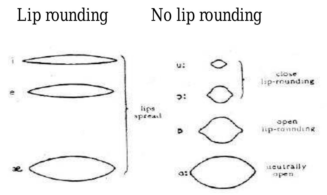 Tongue Rounding Figure 10 - from A Course Handout of Phonetics and Phonology