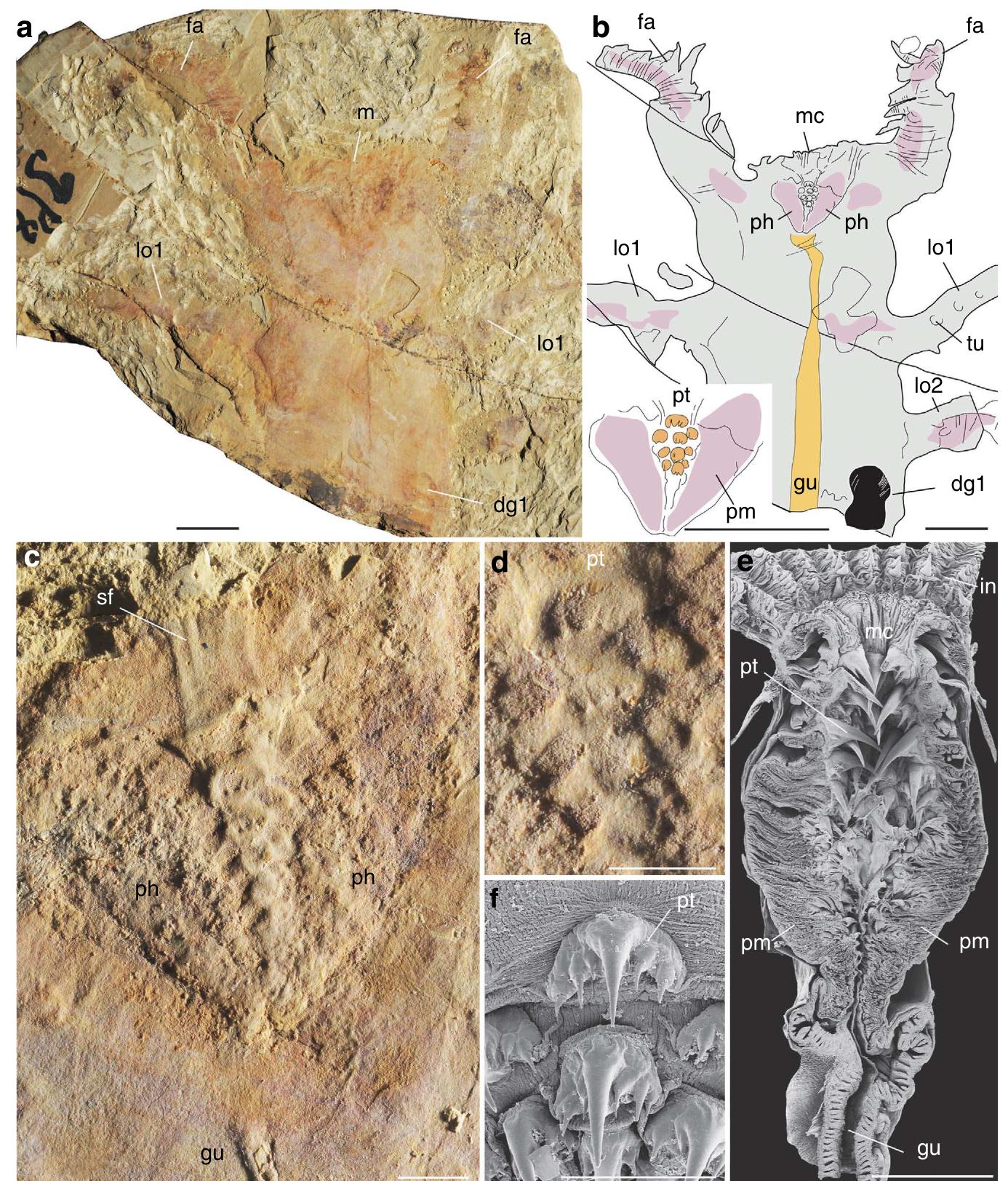 | pharyngeal structure of the early cambrian lobopodian