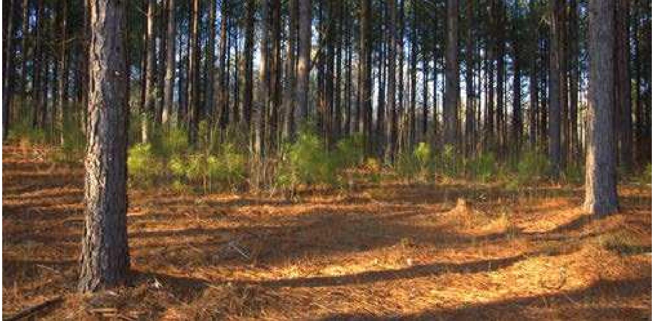 (PDF) Meet the Neighbors: Understanding Who Owns Alabama's Woodlands
