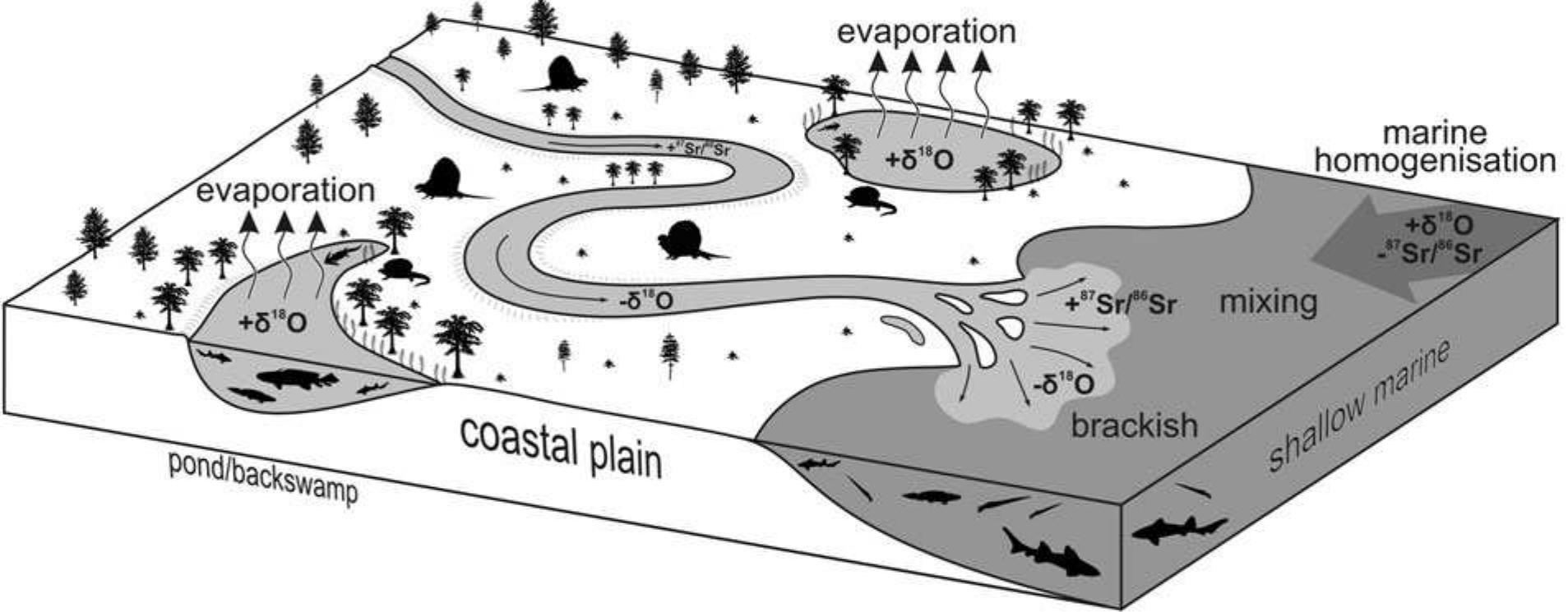 Schematic illustration for possible mechanisms of ‘80