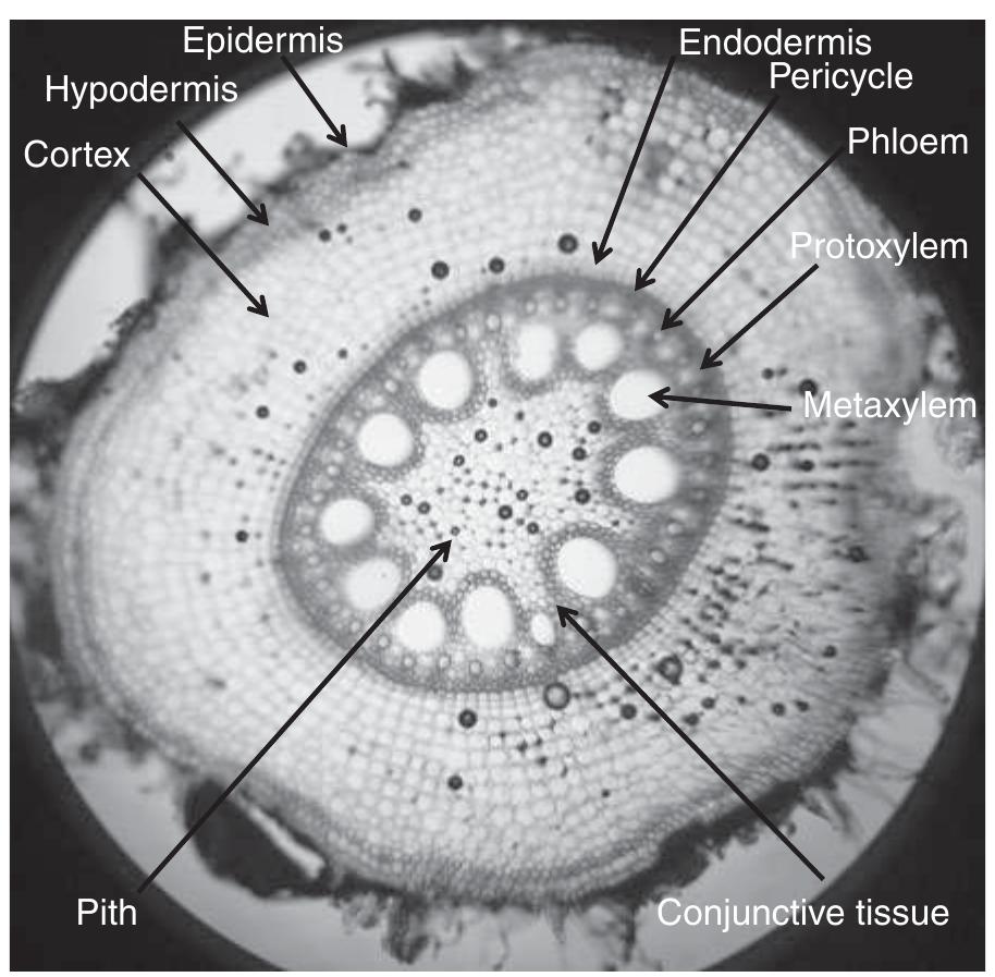 Root Radile 25. transverse section of root (100x) showing various parts.