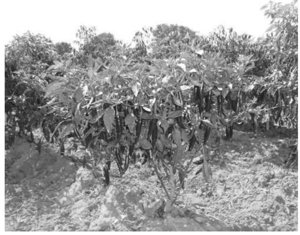 7. chilli plant morphology: quadrangular stem, leaves are