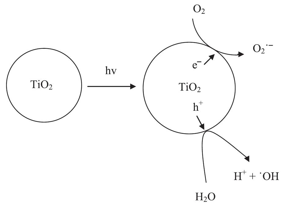 Fig. 5. Schematic presentation of mechanism of oxidative species production (Stylidi et al., 2003). 