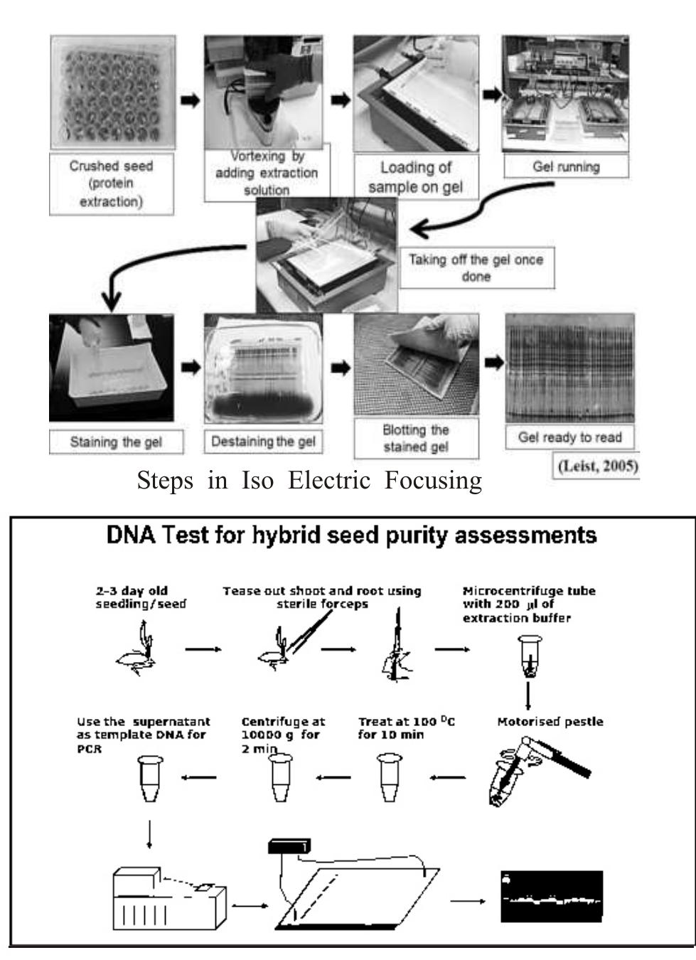 (PDF) Tools for genetic purity testing of horticultural crops-A review