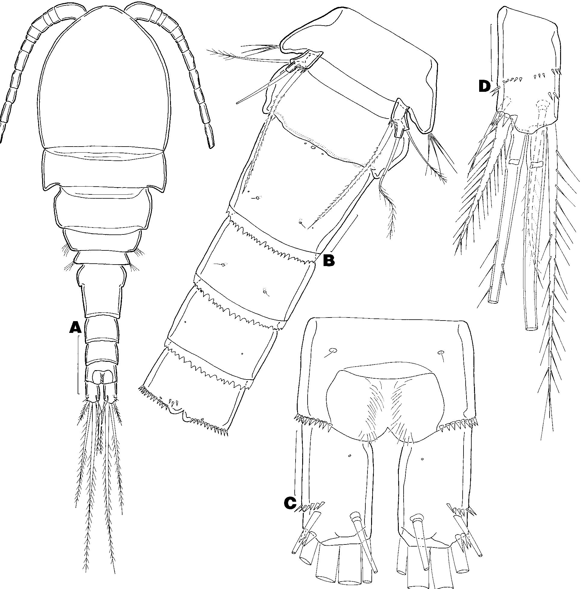 Cyclopoids Figure 1 - from Freshwater cyclopoids and harpacticoids