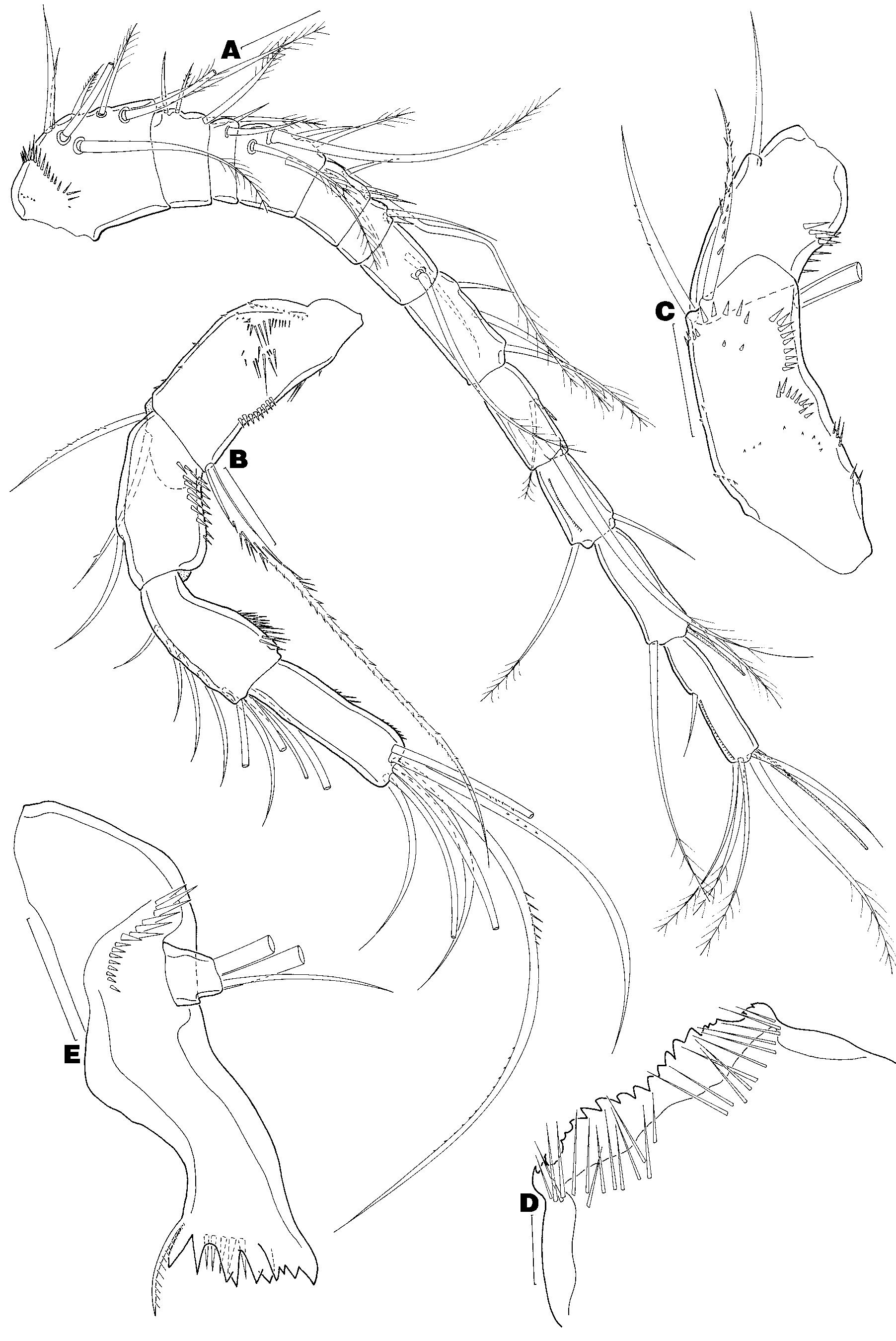 Figure 1 - from Freshwater cyclopoids and harpacticoids