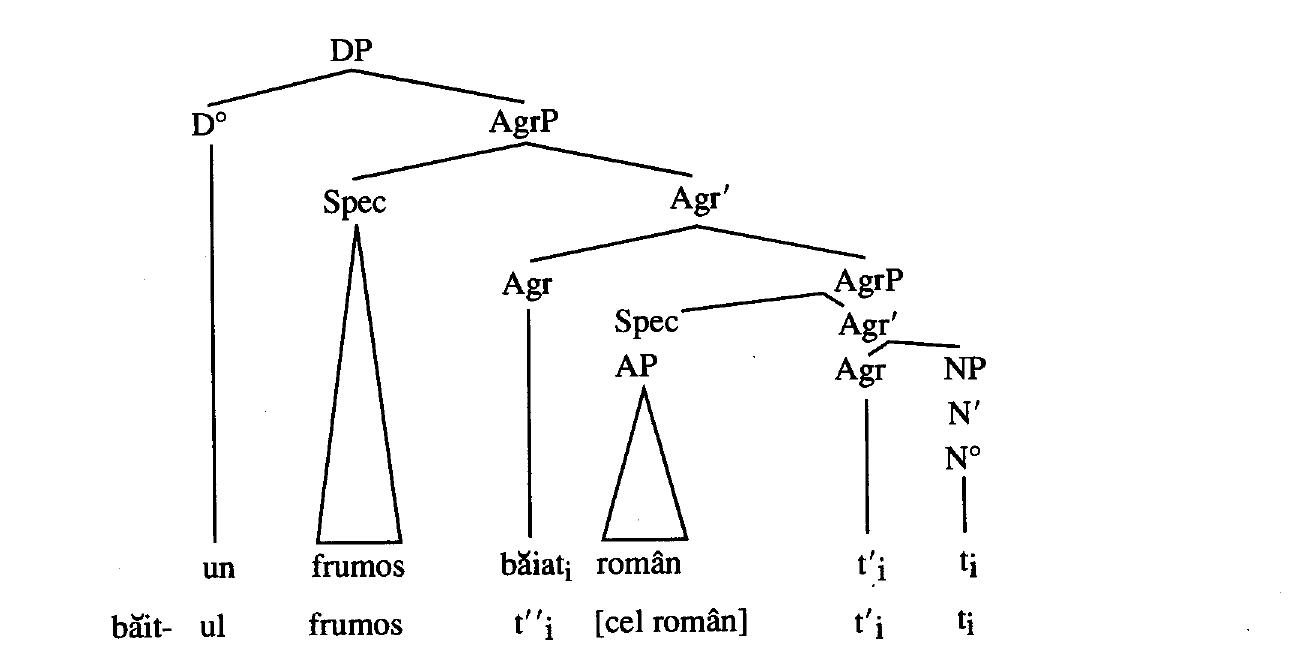 Figure 2 - from The functional structure of noun phrases: A