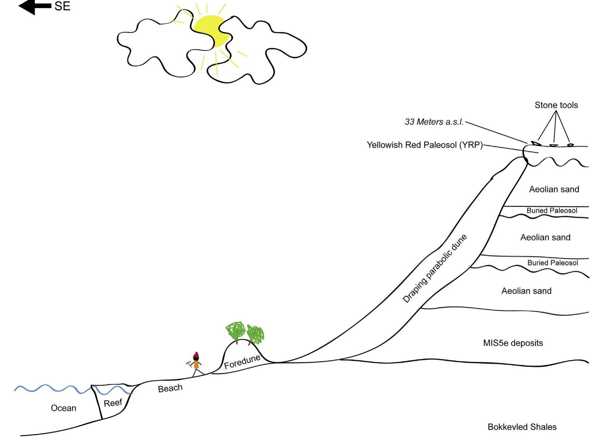 Fig. 2. Stylized and simplified cross section of partially hypothetical Vleesbaai stratigraphy at Area B. The Yellowish Red Paleosol (YRP) unit at the top of sequence with an elevatior of 33 ma.s.l. is the same as shown in Supplementary Fig. 5. Ongoing geological trenching supports an interpretation of a stacked sequence of interstratified aeolian dune deposit: and paleosols. MIS5e deposits at base are unconfirmed, while reef observed in beach swash zone is of unknown age.  Interest in red-colored ancient land surfaces (Paleosols), inter- mittently visible within the active dune system along the Vleesbaai coastline, began in 2005 by the South African Coast Paleoclimate, Paleoenvironment, Paleoecology, Paleoanthropology (SACP4) proj- ect. These observations suggested potential for the paleosols and associated Stone Age surface artifacts to provide information about prehistoric human behavior and ancient environments. Reconnais- sance was conducted over several years, and systematic field research by SACP4 teams since 2010 described surface artifacts in three areas (termed “Area A”, “Area B”, and “Area C” from west to east, Fig. 1) as well as producing preliminary maps of potential MSA archaeological sites and lithic raw material sources throughout Vleesbaai (Supplementary Figs. 1 and 2, and Supplementary Tables 1 and 2). Vleesbaai is divided into several privately owned properties from which we obtained permission for variable levels of scientific research (see Supplementary Fig. 1 and Table 1 for property names and boundaries). Initially, a two-week non-invasive systematic recording of paleosol artifacts began in 2010 at Area A (Supplementary Figs. 3 and 4). The surface scatters at Area A are sampling a stratigraphic unit very similar in appearance to the YRP unit shown in Fig. 2. Another 2-week field season in 2011 was con- ducted at Area B (Supplementary Figs. 5 and 6), which expanded the range of variation suggested by the 2010 results by non-invasively describing a very high-density portion of artifacts exposed on the surface. Additional research in 2012 and 2013 included non-invasive describing of individual artifacts at Area B and C (Supplementary Figs. 7 and 8), as well as systematic pedestrian survey in order to  that potentially could be located in Vleesbaai were most likely eroded away by higher sea-levels during MIS5e. However, localized topographic features such as buried remnant TMS cliffs sometimes visible in Vleesbaai may have conserved sediments older than MIS5e along Vleesbaai. Subsequent to the major erosional phase during MIS5e and up until the start of the Holocene, alternate layers of aeolian sand deposits and interstratified paleosols were depos- ited and formed, creating a stacked stratigraphic sequence (Fig. 2). These aeolian dunes and interstratified paleosols were most likely parts of extended landscapes that stretched out onto the now submerged paleo-landscape during glacial periods (Fisher et al., 2010). As the coastline moved closer and closer after the end of the last glacial maximum, these soft layers were eroded until the coastline had retreated to its current position. Subsequently during the late Holocene and onwards, huge parabolic dune fields have formed and expanded across Vleesbaai and Visbaai and is covering this stacked sequence (Fig. 2). Presently, a stratigraphic unit hereby referred to as the Yellowish Red Paleosol (YRP) is the prominent capping stratigraphic unit across large parts of the Vleesbaai sequence (Fig. 2 and Supplementary Fig. 5). Modern aeolian dune sand covers the YRP in most areas but where the modern aeolian sand is not present, scatters of MSA artifacts are visible on the exposed surface. However, an overlaying stratigraphic unit has been observed in some areas and offers a possibility that the sur- face scatters observed on the surface of the YRP have been eroded out of the overlaying stratigraphic unit and now are laying on the surface of the YRP due to sediment deflation and erosion. 