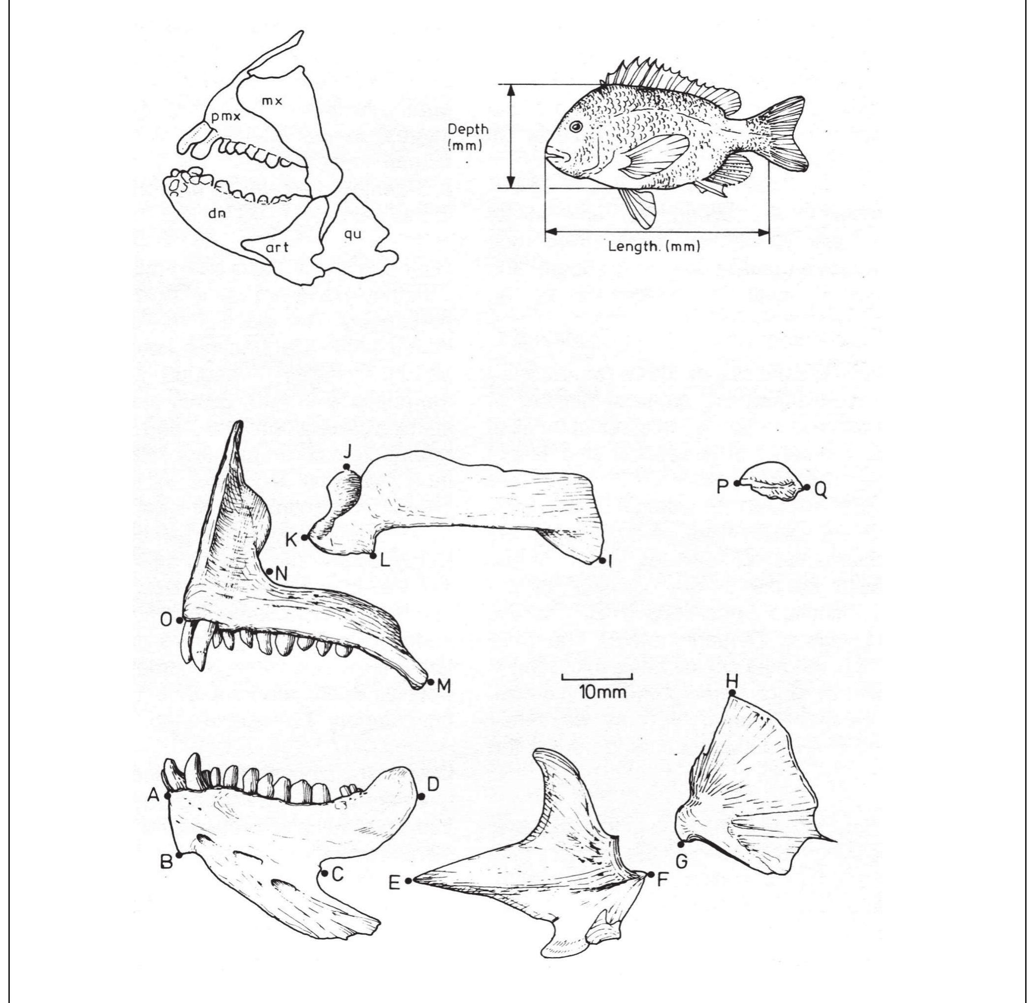Fish Maxella Leach, B.F. and Boocock, A. 1993. Prehistoric Fish Catches in New ...