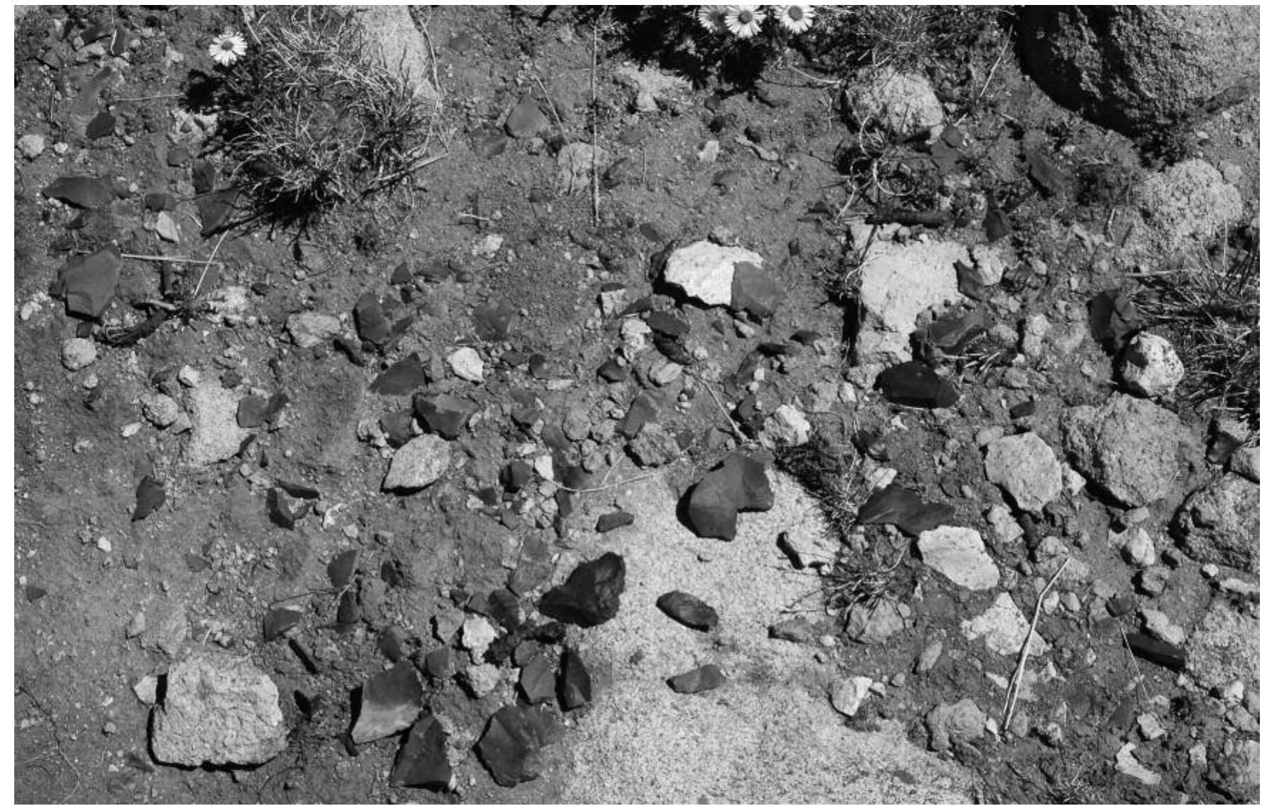 FIGURE 3. Flaking debris and stone tools exposed on a deflated till surface at the Uncompahgre Cirque site. 