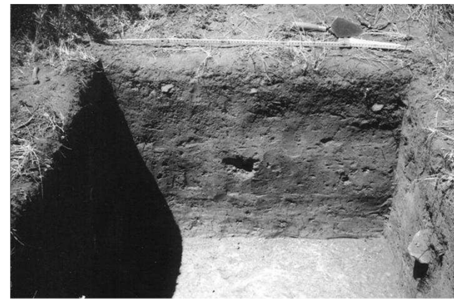 TABLE 1. Descriptive characteristics of sediments. 