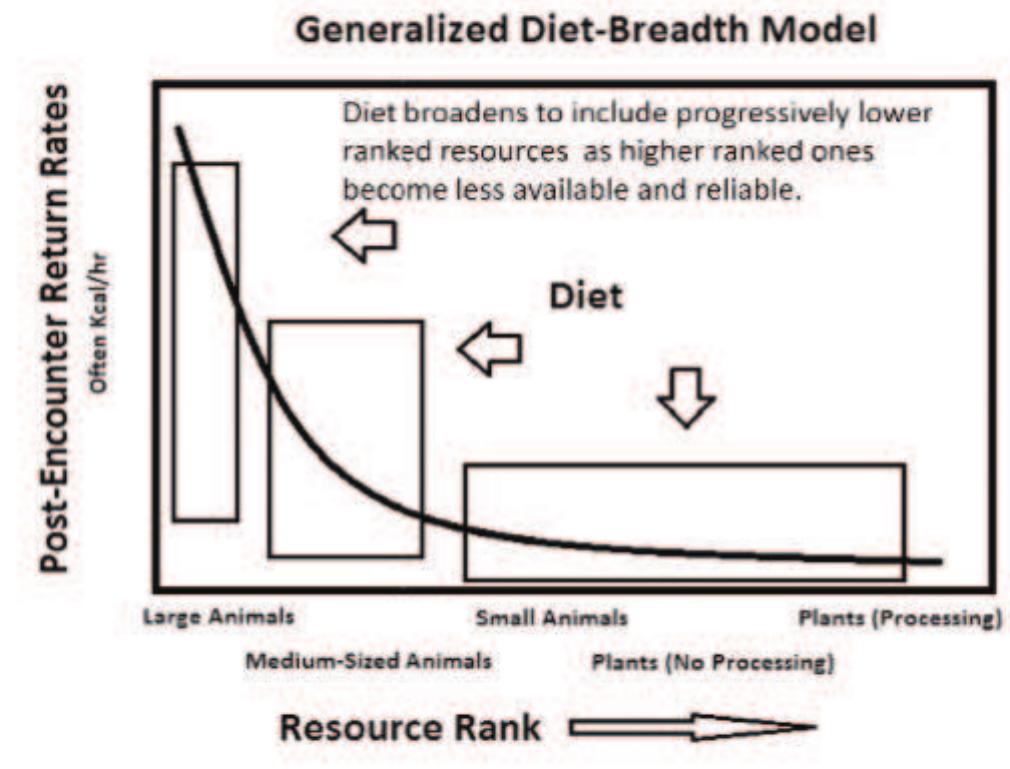 ‘Taken together, these ideas provide a working model of feature use and change that I use to interpret the archaeological record. Specifically, the inclusion of stone as a heating element in feature design signals adaptive changes in subsistence strategies towards a greater reliance on low-ranked, high-cost plant foods. During periods of resource stress, the archaeological record should testify to increases in dietary breadth in the form of rock-filled hearths. Alternatively, during periods of resource abundance, we would expect to see rock-less hearths reflecting relatively narrow diets that emphasize high-ranked, low-cost resources that require very little processing and therefore, provide little impetus for fea- ture elaboration.  FIGURE 2. Generalized diet-breadth model. 