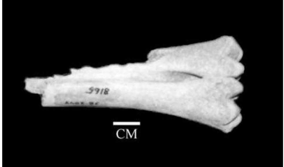 FIGURE 1: A notched immature metatarsal of a mule deer (Odocoileus hemionus), recovered from the North Falls Creek Shelter, located and identified by the author during the 2007 summer. (Site and field number for this artifact is 38-2044.) 