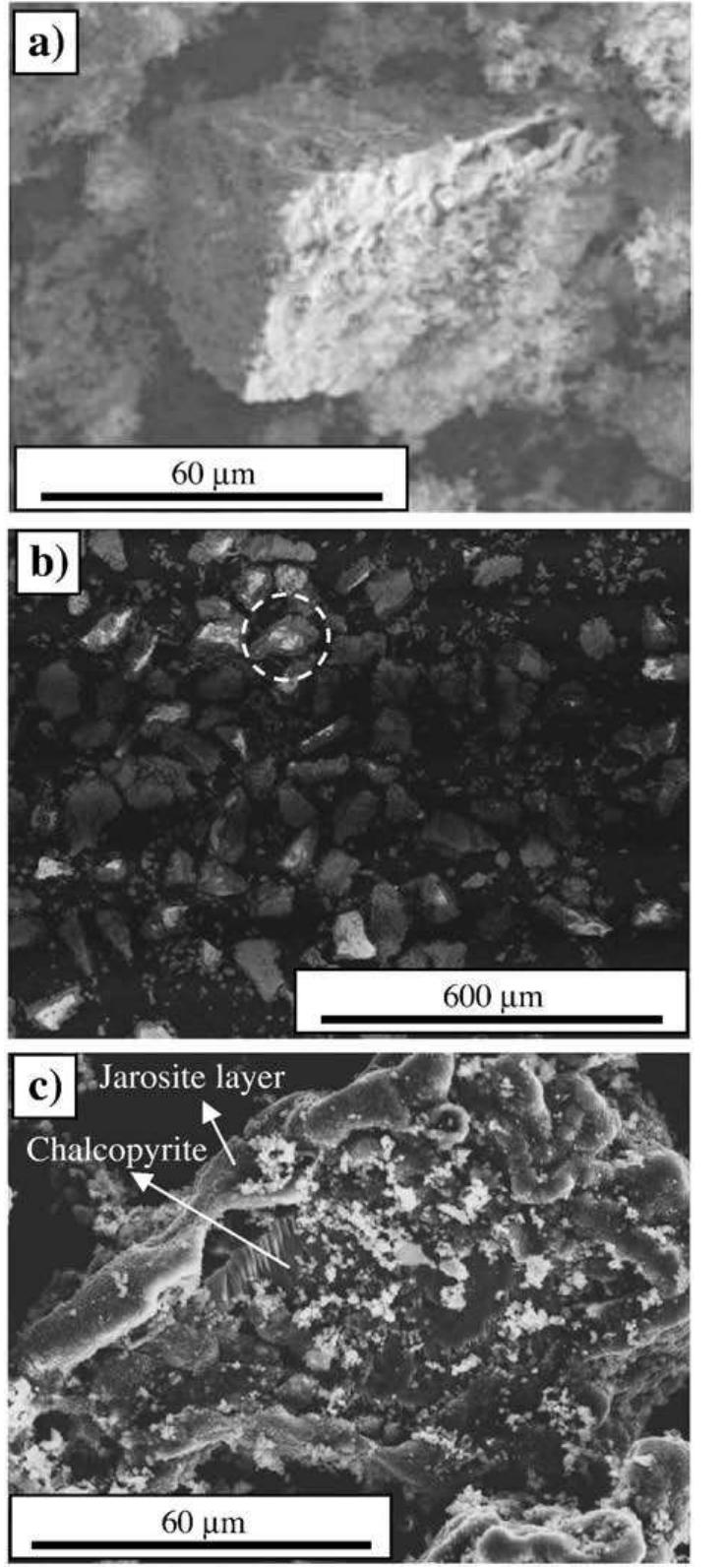 Fig. 6. SEM micrographs of the leaching residues at 68 °C and [Fe }totai=5 8/L: a) Einitias =400 MV b) Ejnitia =600 mV and c) circled particle in (b) at higher magnification.  by a diffusion layer. That film formed on chalcopyrite particles is clearly observed at higher magnification in Fig. 6c. the low porosity of that layer would explain the poor results obtained at high redox 