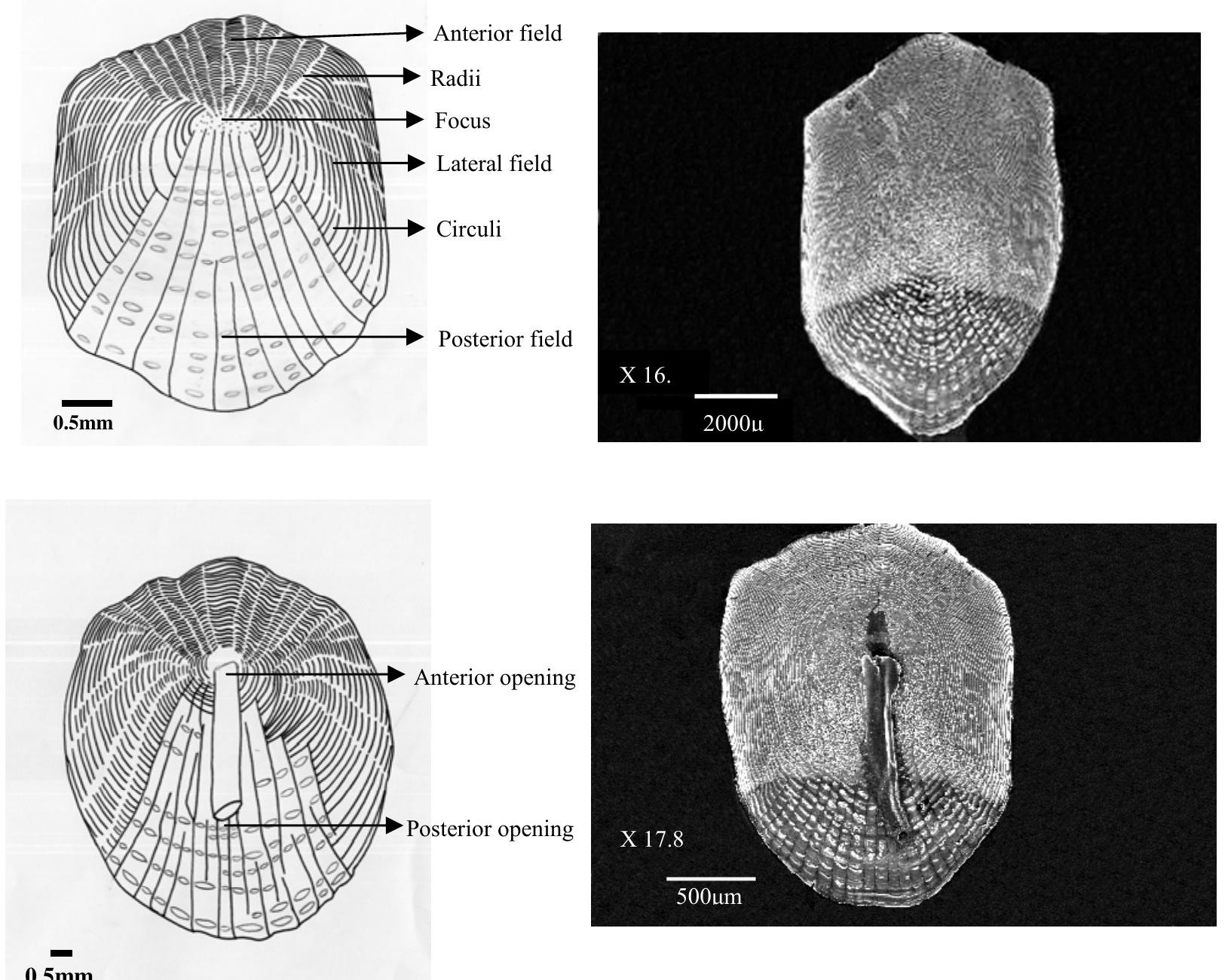 A) schematic drawing of a sectioned cyprinid scale. b), sem