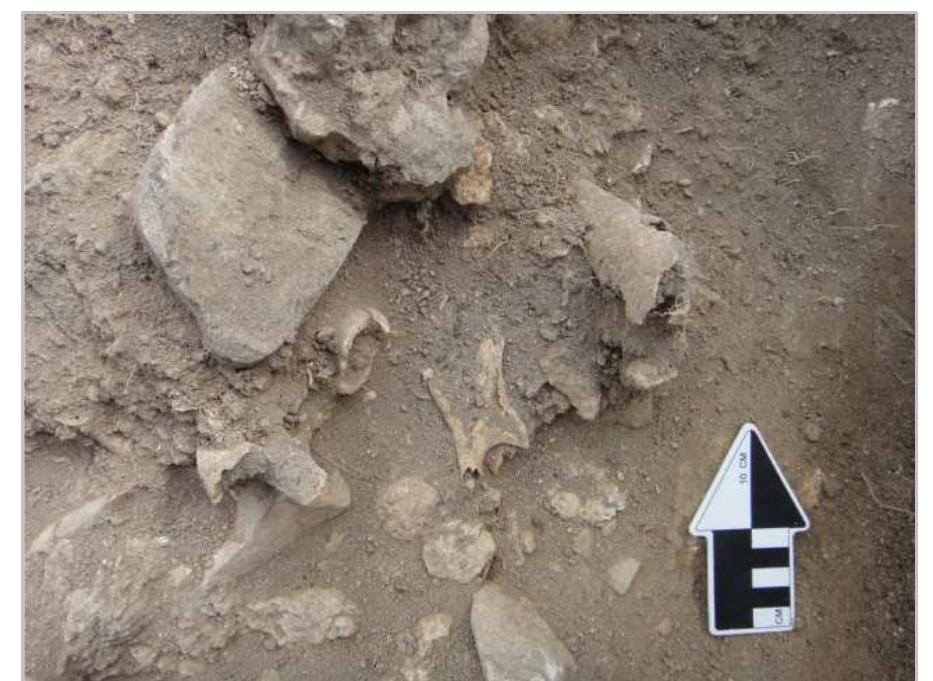 Figure 8. Both legs and the mandible are visible at the top of Feature 7, Burial 11. Photo by D. Mixter.  Figure 7. Burial 11 flexed, seated position. Image by N. Billstrand. 