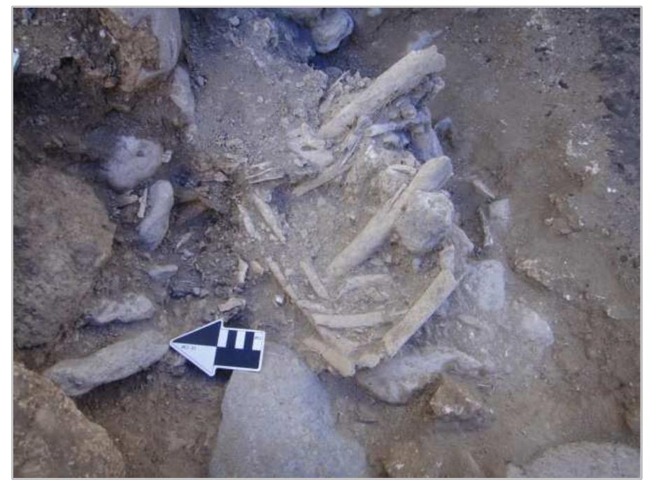 Figure 9. Burial 11 seated position shows the angle of the legs and the position of the right arm. Photo by D. Mixter. 