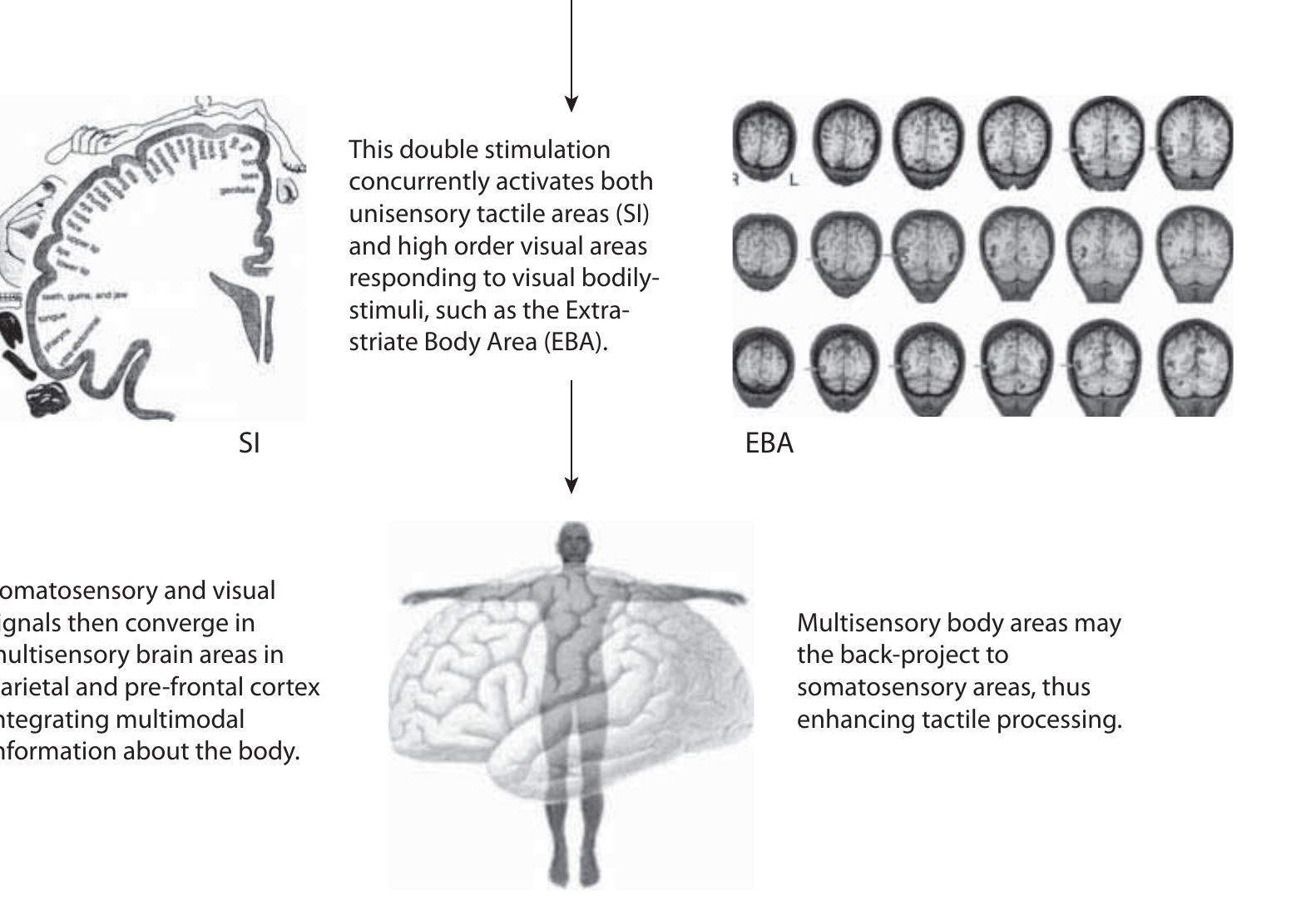 PDF) The Cognitive Neuroscience of Mind: A Tribute to