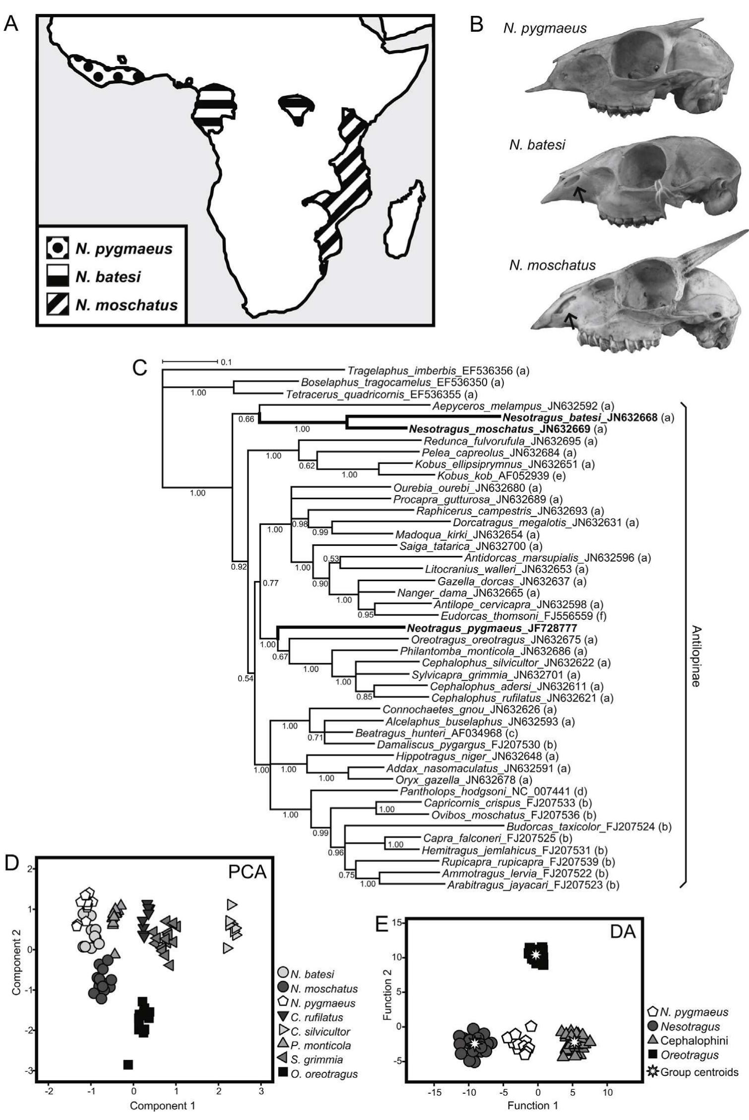 Neotragus Batesi (PDF) Bärmann & Schikora 2014