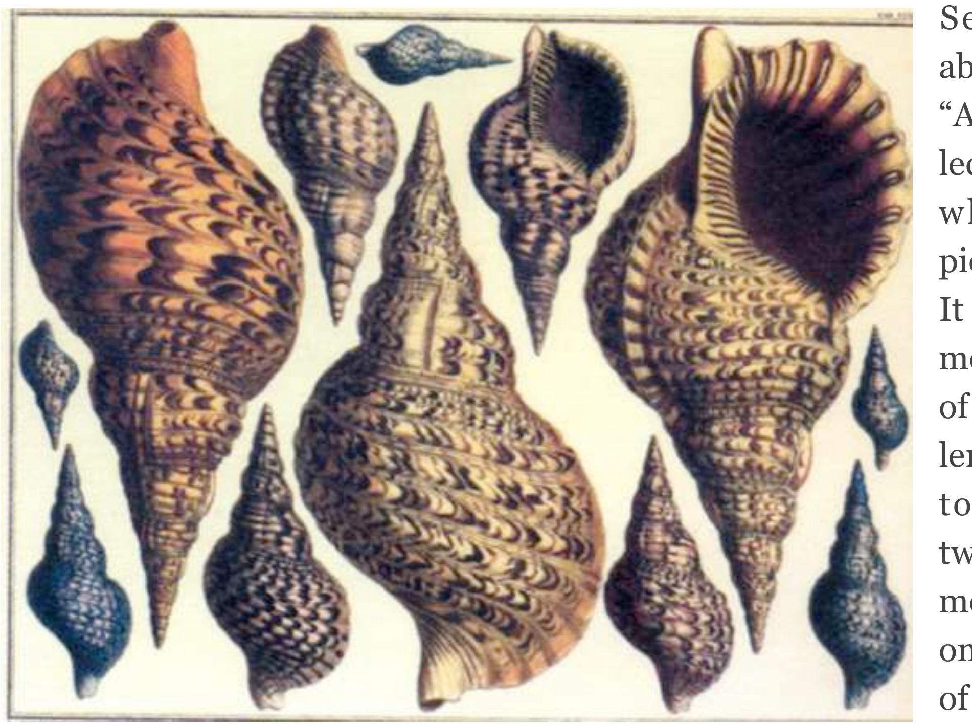 An image created by seba of some of his shell curiosities.
