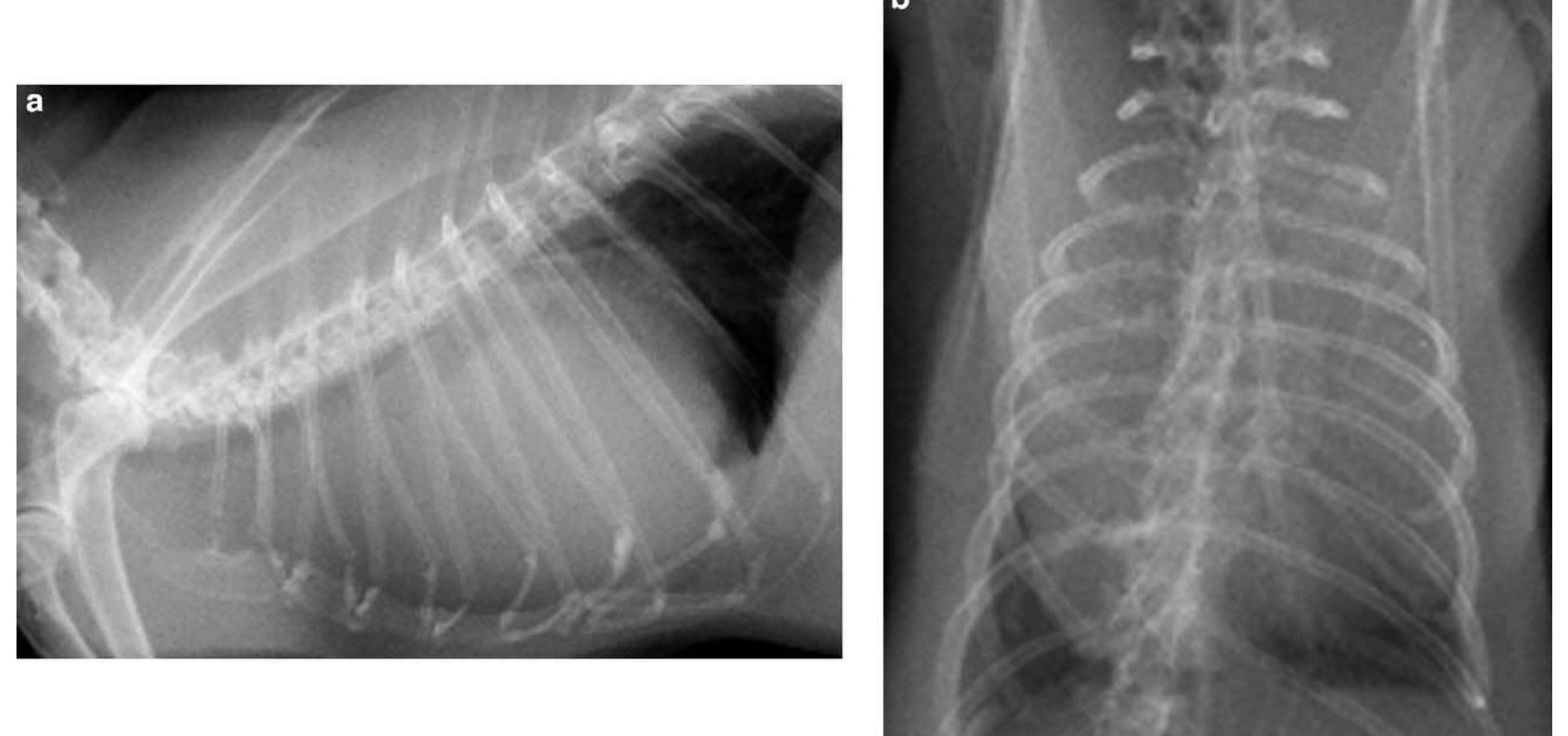 Rabbit Lateral Radiograph (PDF) Radiation Therapy for the Treatment of Thymoma in Rabbits