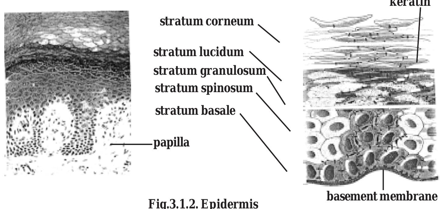 The deepest layers of the epidermis produce nerve cells by