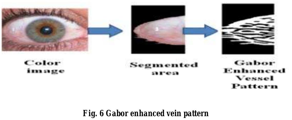 In the fig. 6 gabor enhanced image is shown. vein pattern