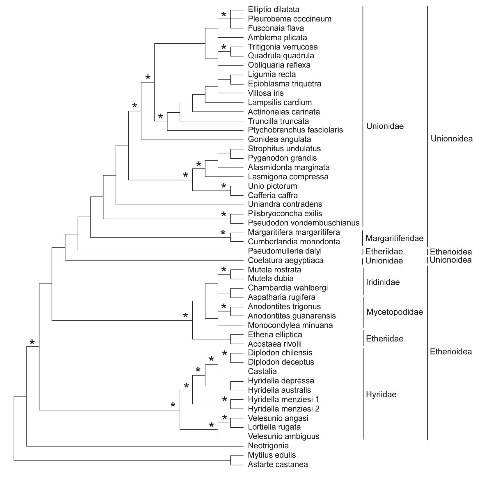 Unionid Classification Tree (PDF) PALAEOHETERODONT PHYLOGENY, CHARACTER EVOLUTION, DIVERSITY AND ...