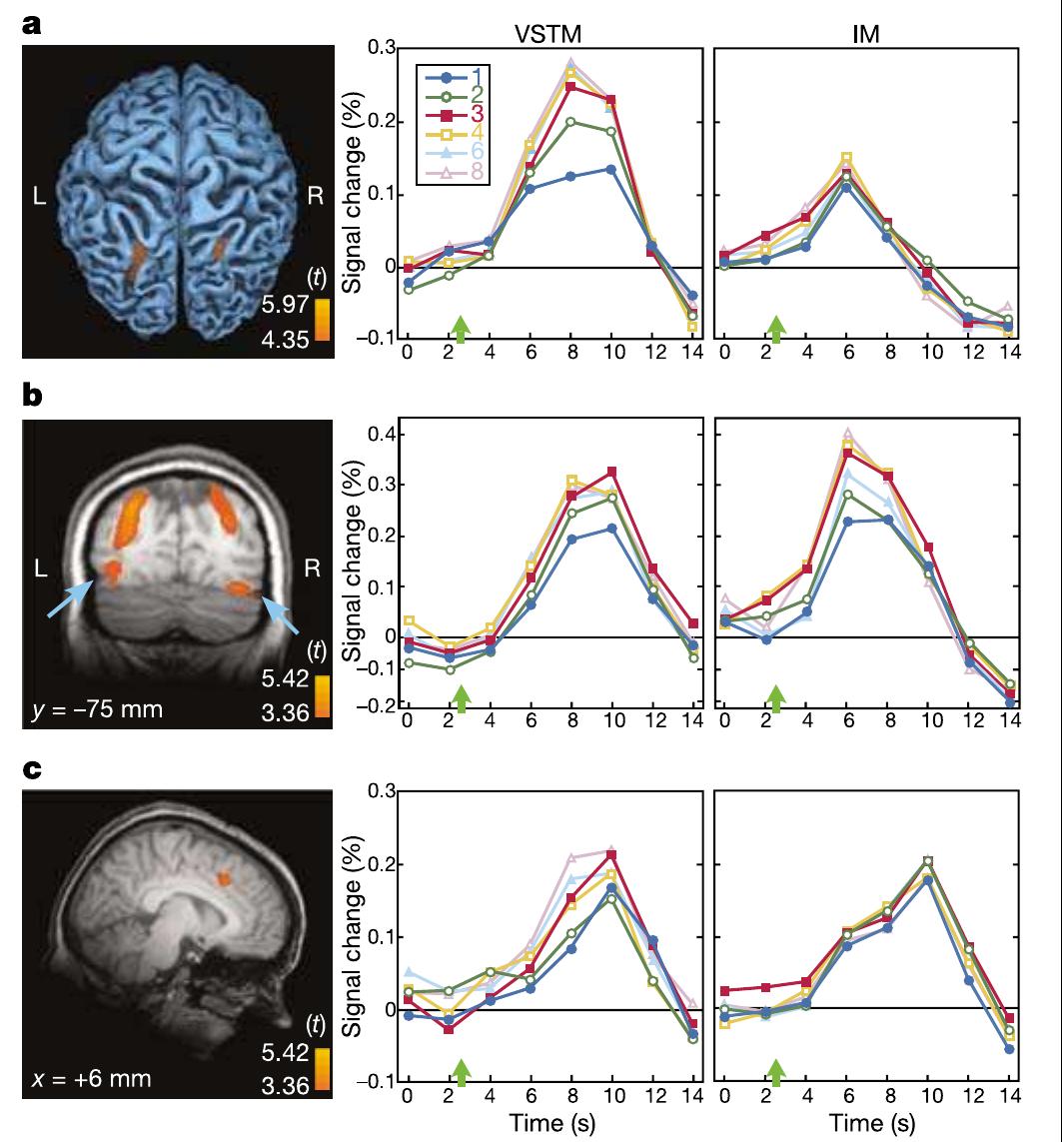 (PDF) Capacity limit of visual short-term memory in human posterior ...