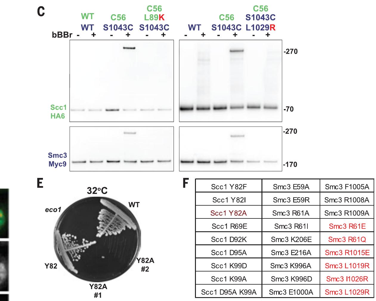 masses×M&M typeⅡ \