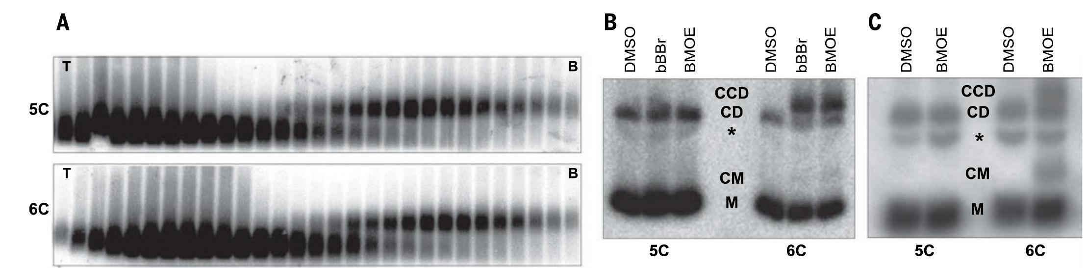masses×M&M typeⅡ \
