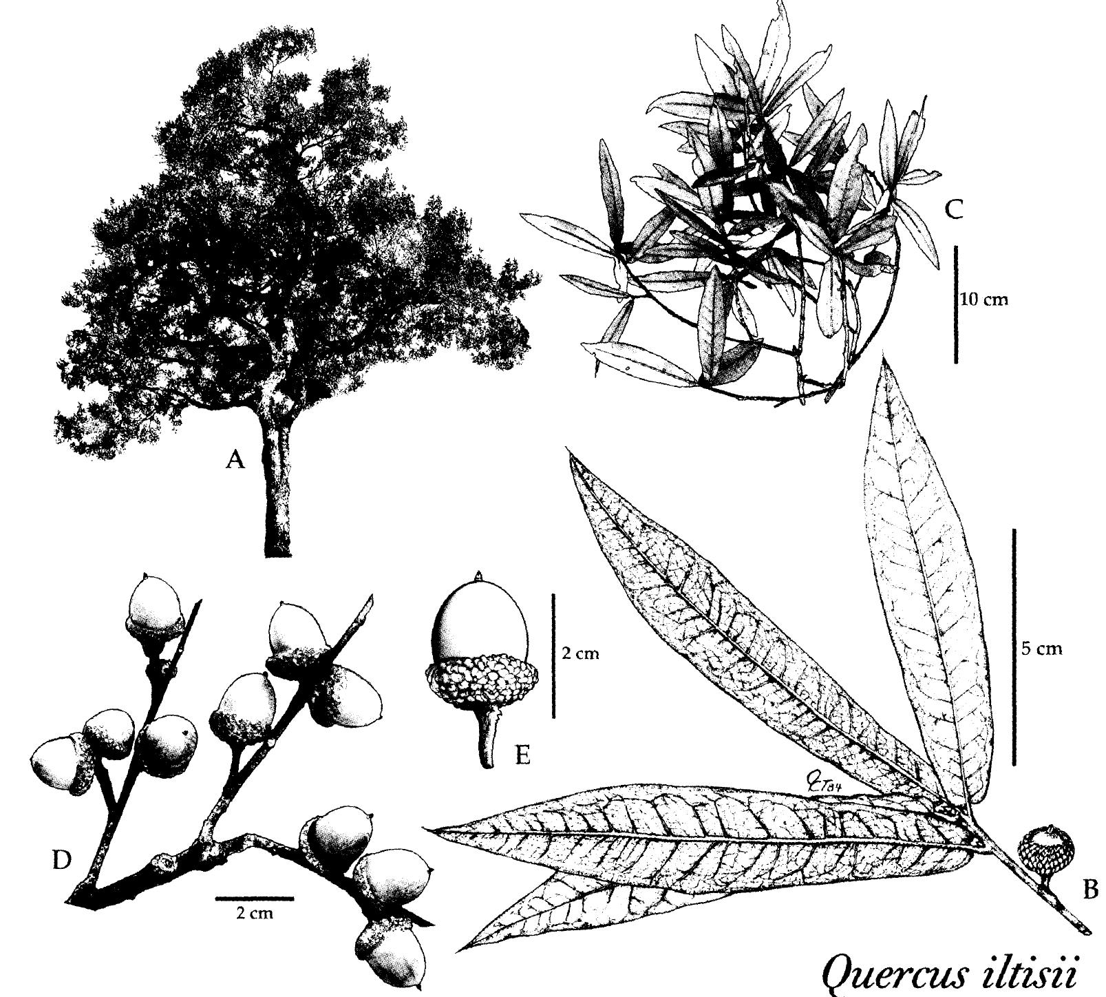 (PDF) Two new species of oak (Fagaceae, Quercus sect. Lobatae) from the ...