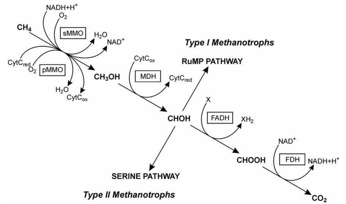 The pathway for the oxidation of methane and assimilation of