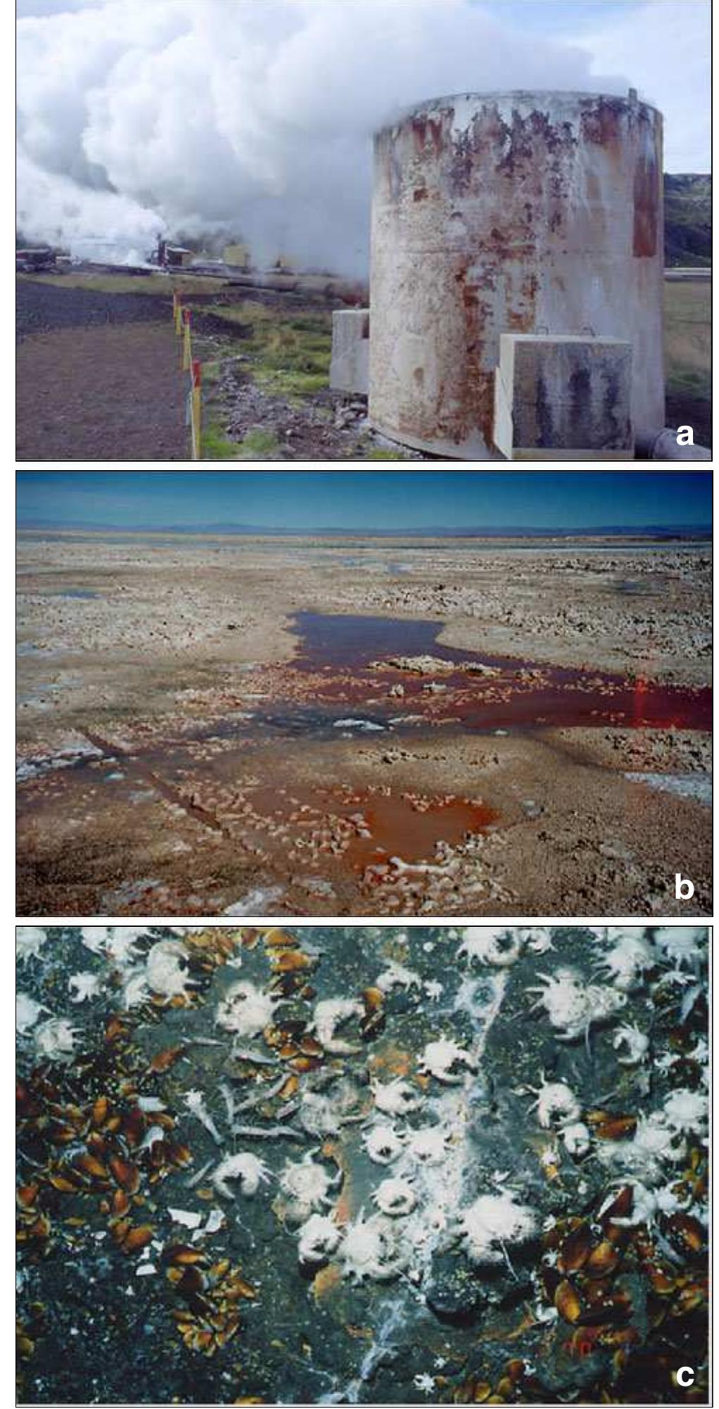 PDF) The Importance of Thermophilic Bacteria in Biotechnology