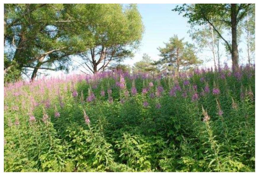 (PDF) MINI REVIEW Fireweed – A treasured medicine of the boreal forest