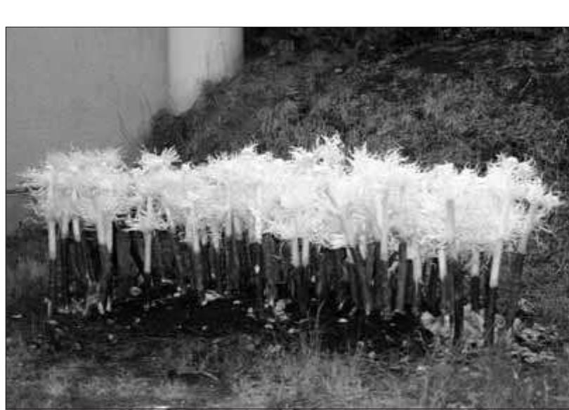 Fig. 5. Ainu women’s altar for ancestral offerings. Here carved inaw willow sticks, entrusted with re- laying human prayers to deities have been layered with offerings of rice wine, fruit, rice dumplings, and delicacies to assuage ancestors whose skeletal remains were illegally removed from gravesites around Hokkaido during the twentieth century.  Politics and Pitfalls of Japan Ethnography 