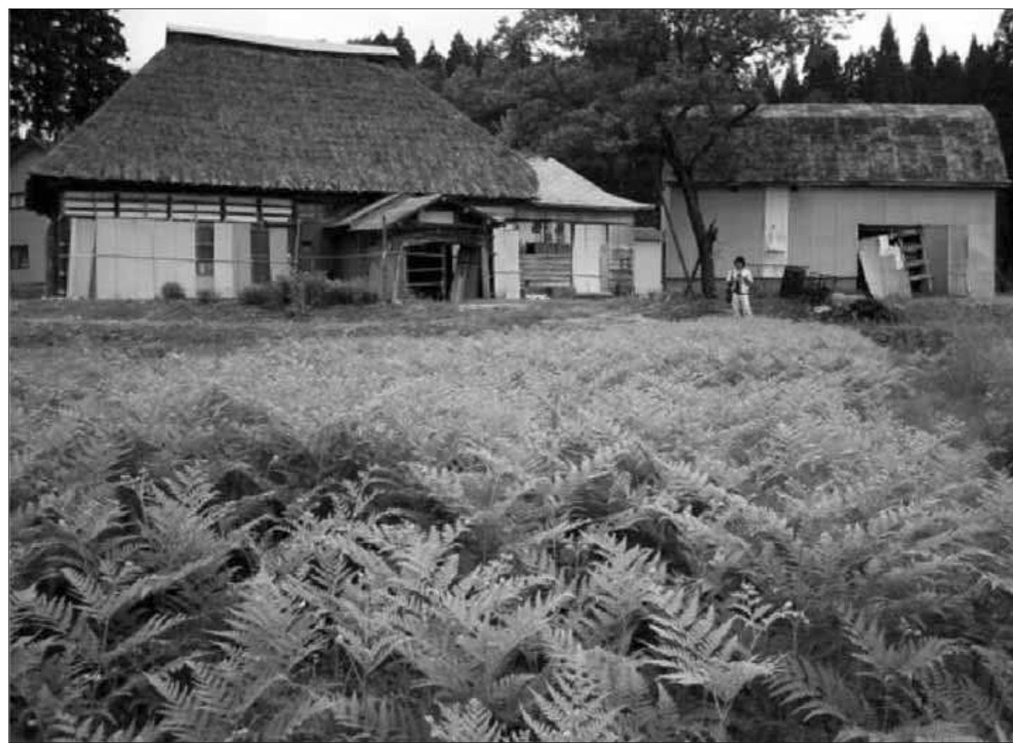 Fig. 1. Lush bracken fields in mid summer, cultivated by an elderly female farmer in Nishiwaga from bulbs distributed by Kingdom of Mountain Bounty. (Credit: author) 