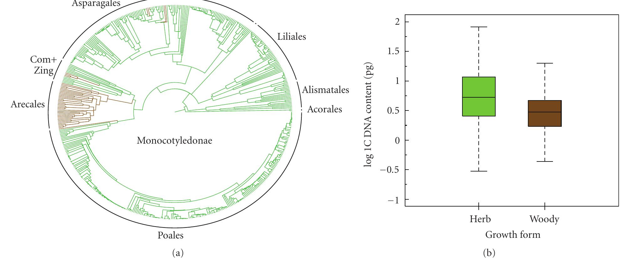(PDF) On the tempo of genome size evolution in angiosperms