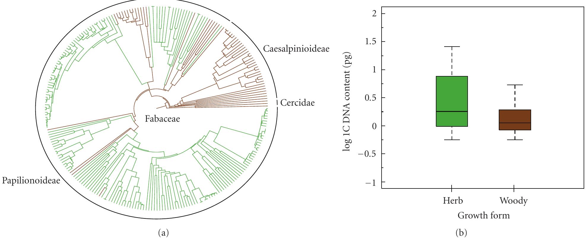 (PDF) On the tempo of genome size evolution in angiosperms
