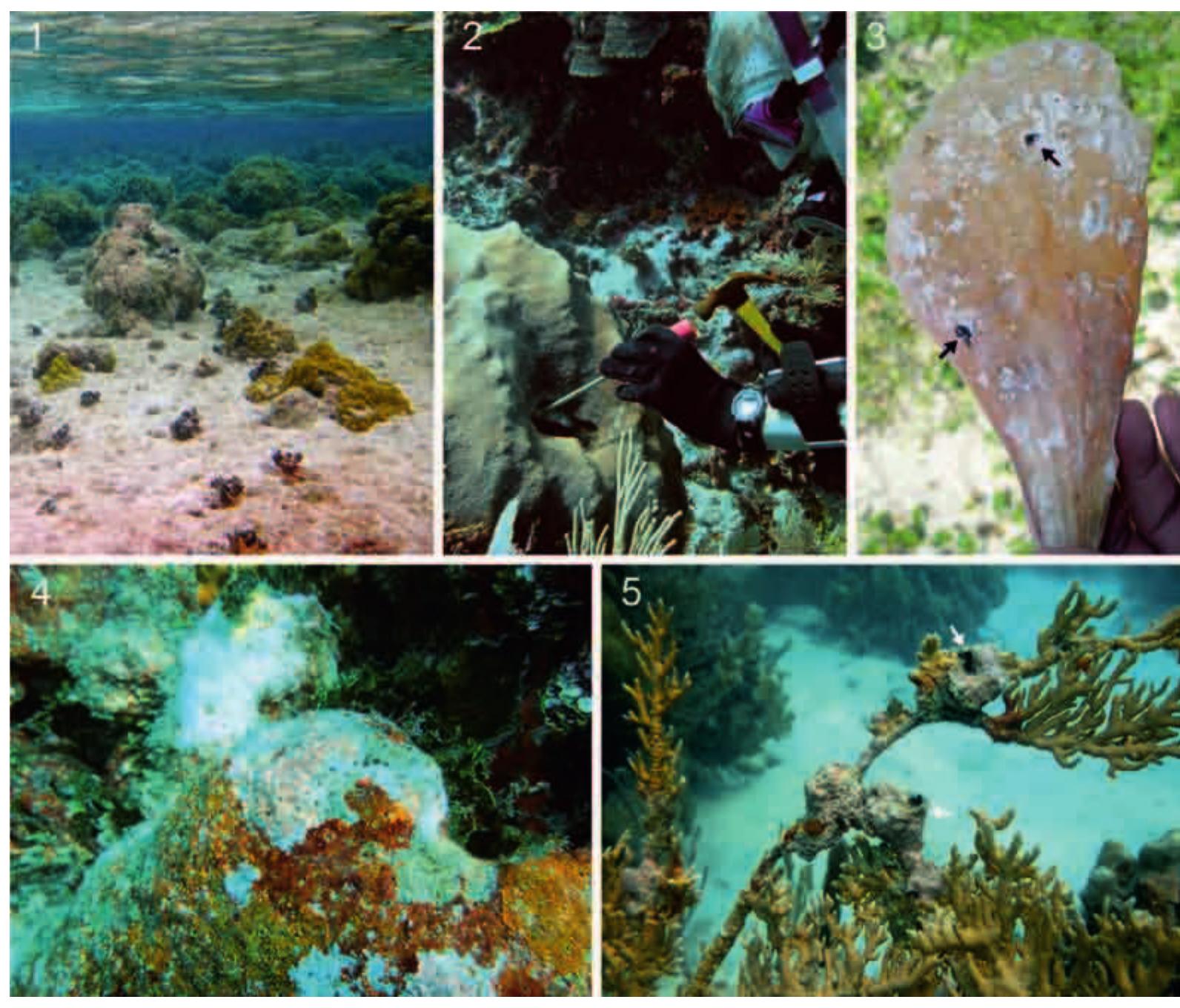 Disected Shell (PDF) Deconstructing Dendropoma: a systematic revision of a world-wide ...