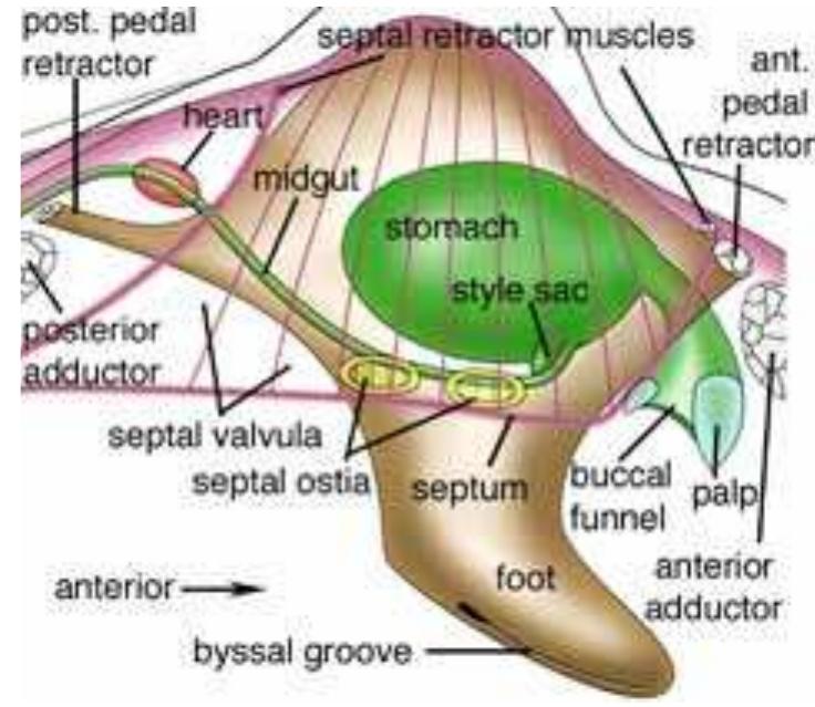 Shell Ligament Fic. 40. diagram of anatomy of poromyidae (adapted from