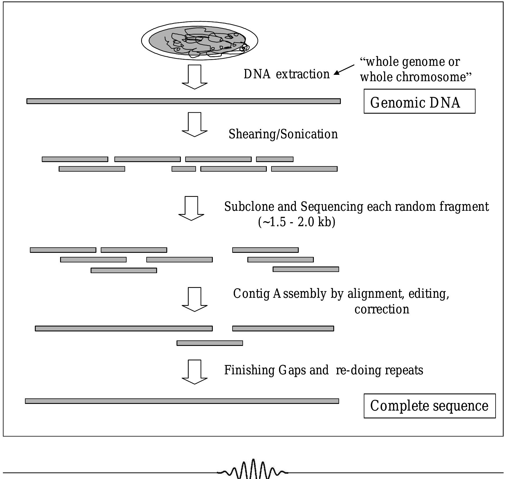 (PDF) Comparative genomics