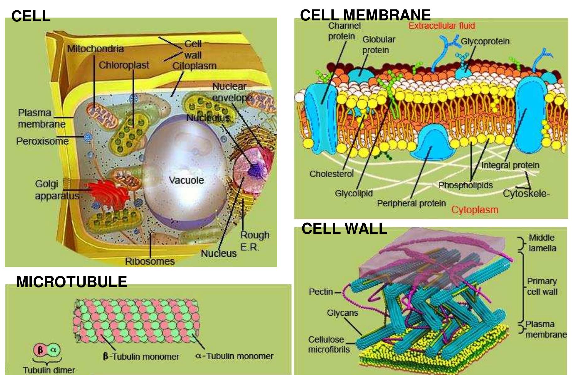 Schematic representation of a cell and some of the