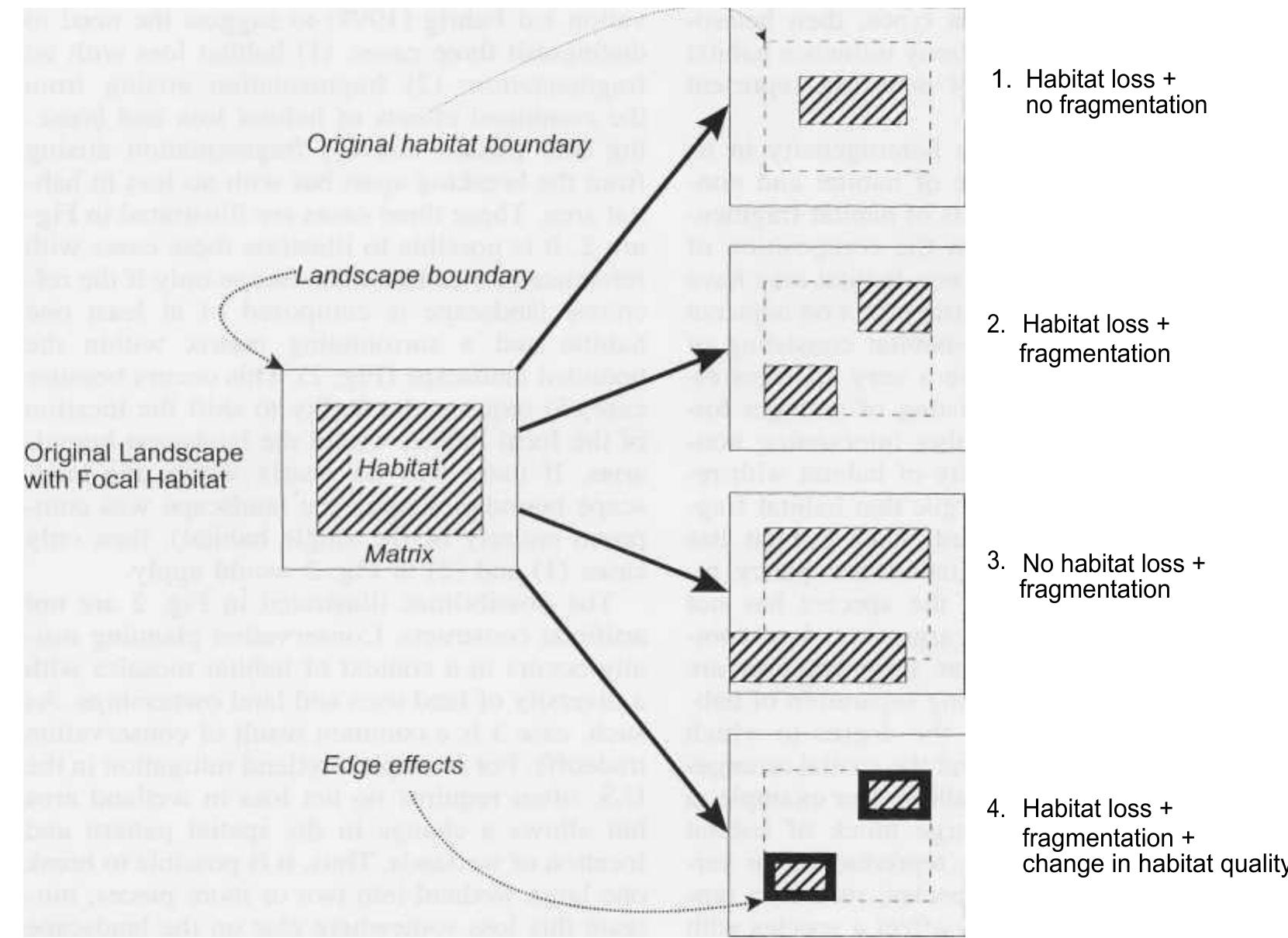 Figure 3 - from WHAT IS HABITAT FRAGMENTATION