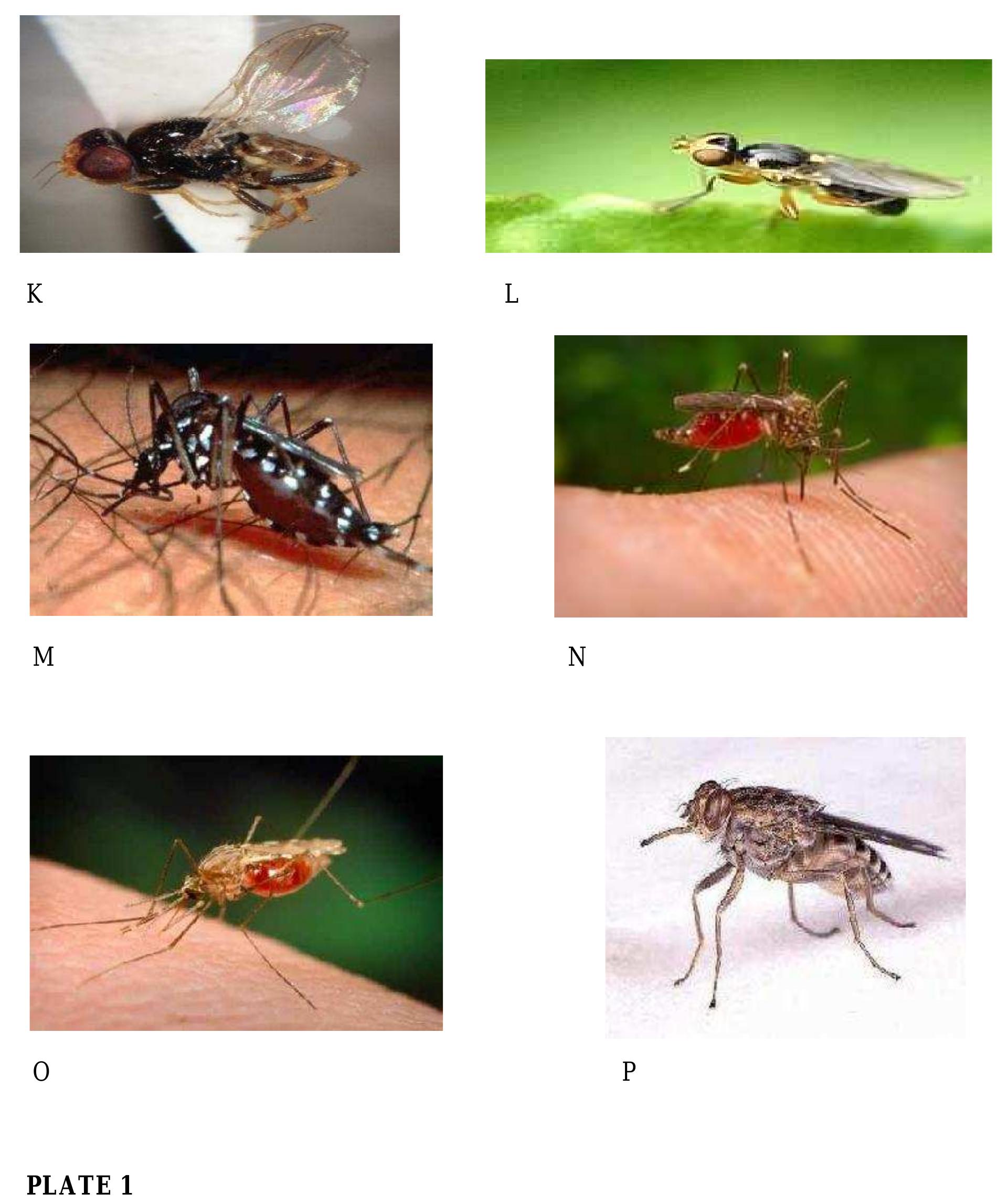 Punkie Insect (PDF) CONTEMPORARY METHODS OF INSECT VECTOR CONTROL AND MANAGEMENT IN ...