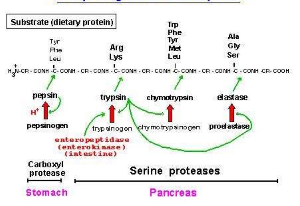 Figure 1 - from Nitrogen Metabolism and Excretion in the