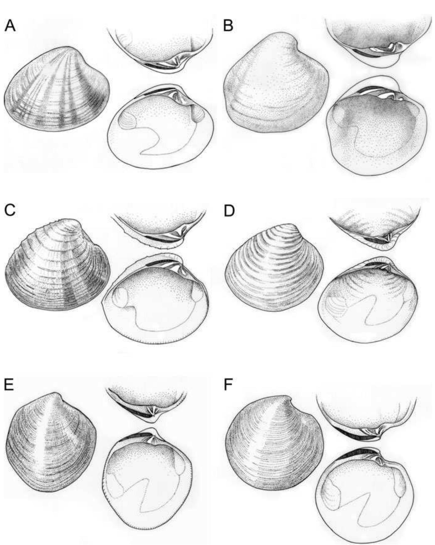 Sunetta Scripta (PDF) Phylogeny of Veneroidea (Mollusca: Bivalvia) based on morphology ...