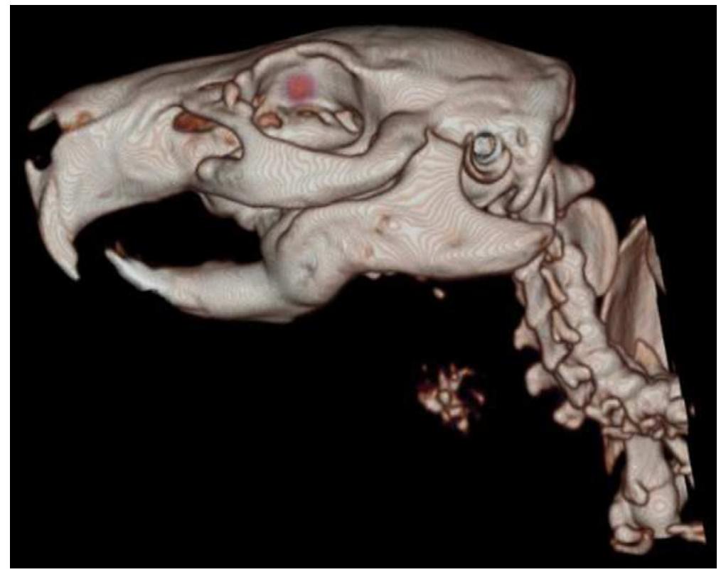(PDF) Hyperthyroidism in a Guinea pig