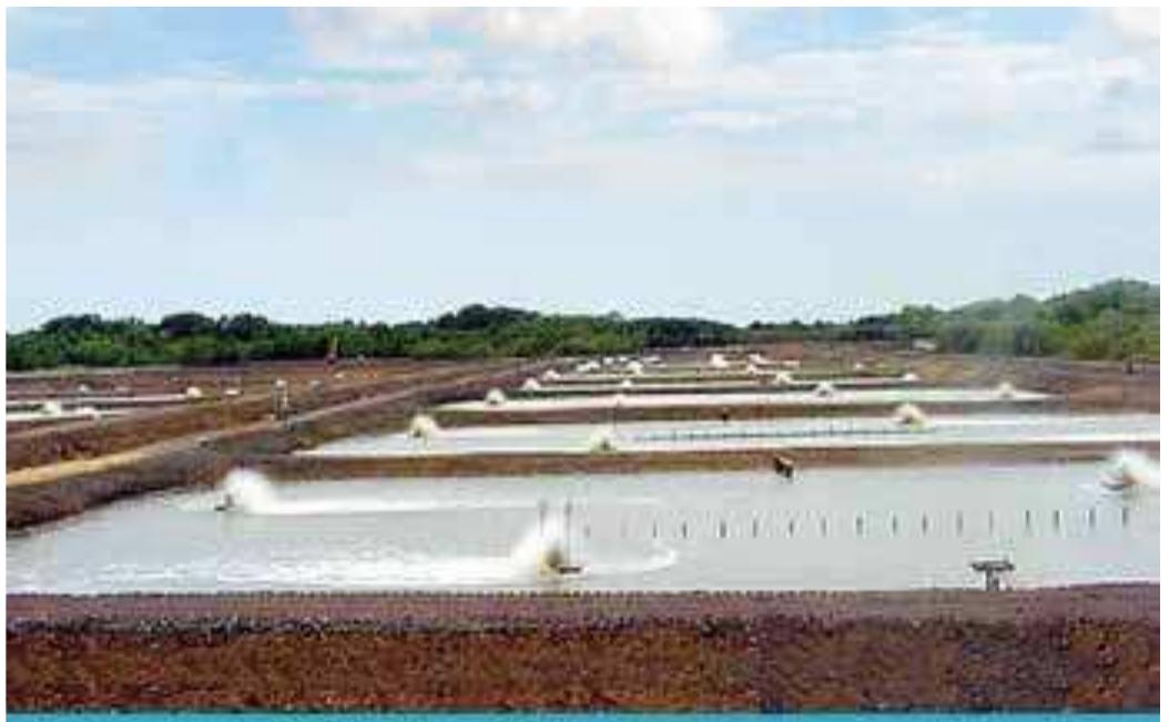 Farm Wate Rflow Paddlewheel aerators in a shrimp farm ponds with an